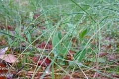 трава после дождя