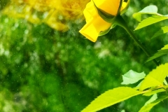 жёлтая роза