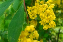 жёлтые цветы