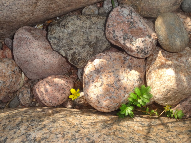 камни и цветы