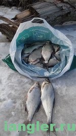 Рыба на реке Волхов