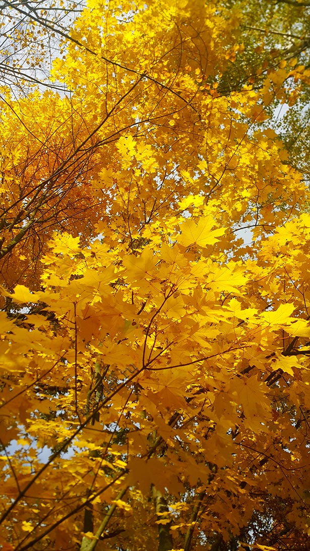 жёлтые листья