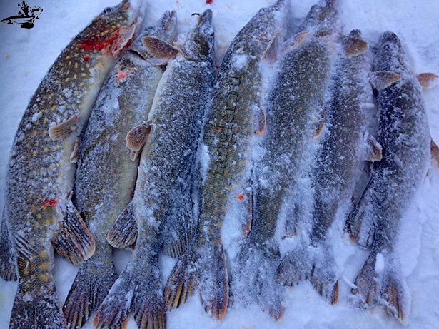 Зимняя рыбалка на щуку на жерлицы. Ловля щуки зимой: снасти и приманки для зимней рыбалки